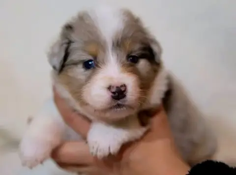 Berger Australien  Boston Of The Rainbow Goose Shephe 6d536
