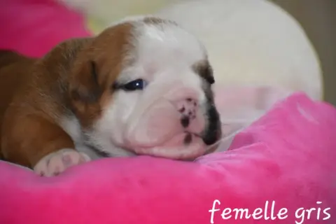 Bulldog Anglais photo 2