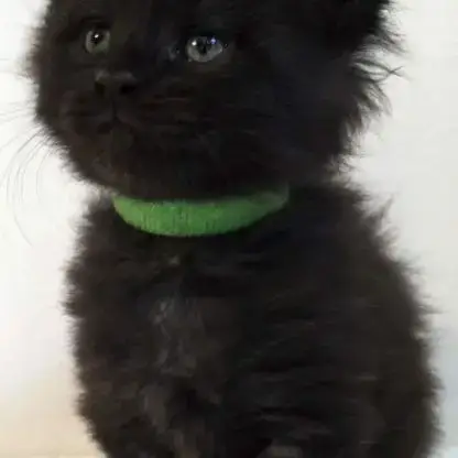 Vente Chatons Maine Coon Loof