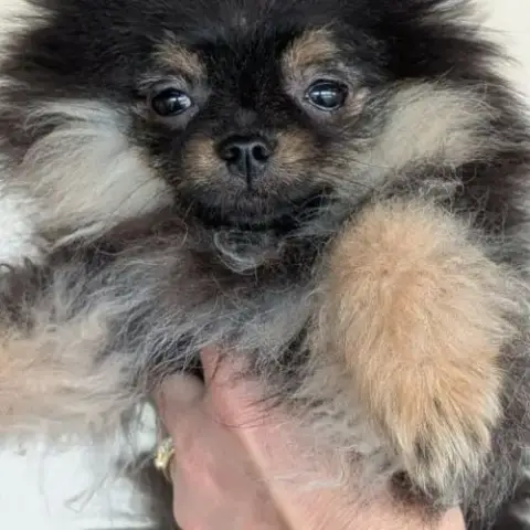Spitz Black Et Tan