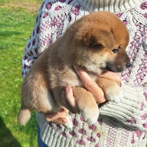 Shiba  Chiot N°7 Du Sceau- photo 3