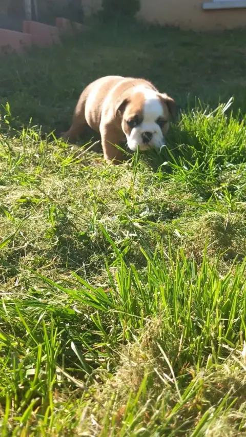 Bulldog Anglais  Chiot N°2 Stocky Family photo 2