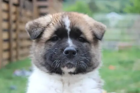 Akita Americain  Beastie Boy Galadriel'S Angels photo 2