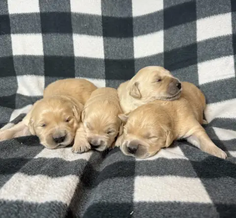 Golden Retriever  Chiot N°1 Du Moulin De Madjurie