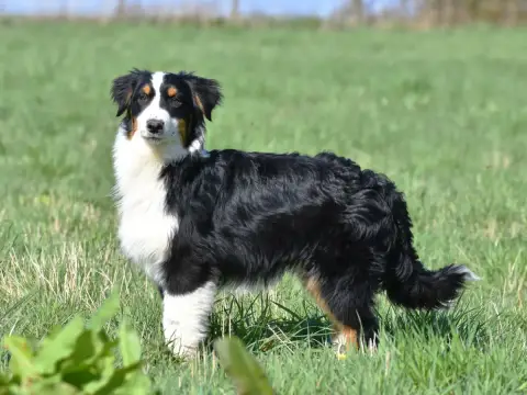Berger Australien  Aslan De La Folle Emprise