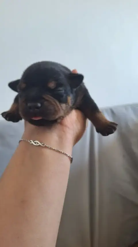 Staffordshire Bull Terrier  Chiot 5 Les Trésors De Co 8af5a