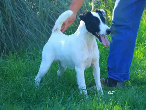Fox Terrier Poil Lisse  Chiot 2 De La Treviniere photo 3