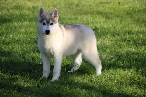 Siberian Husky  M3 Des Legendes Du Triskel