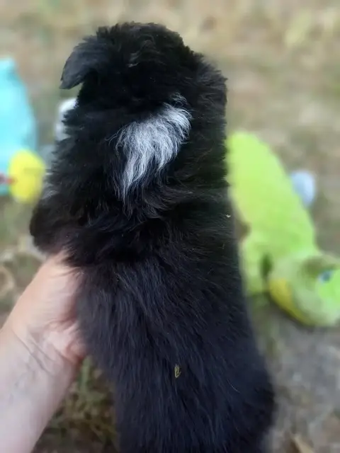 Shetland Sheepdog  Chiot N°3 Des Touches Noires photo 3