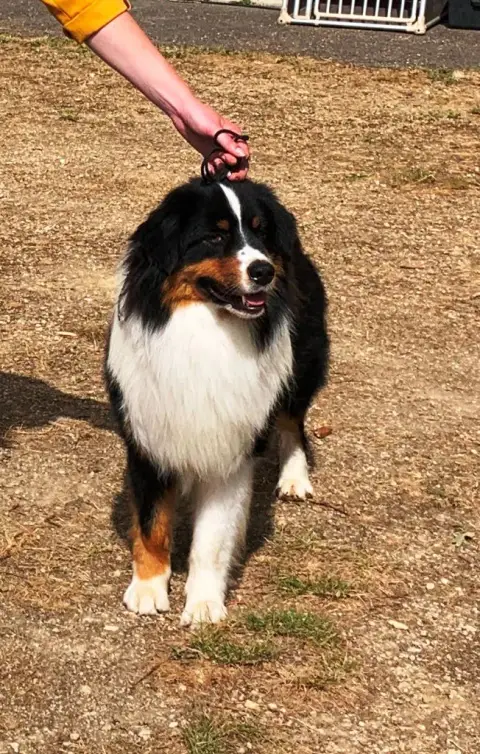 Berger Australien  Chiot N°2 Royal Fluffy photo 2