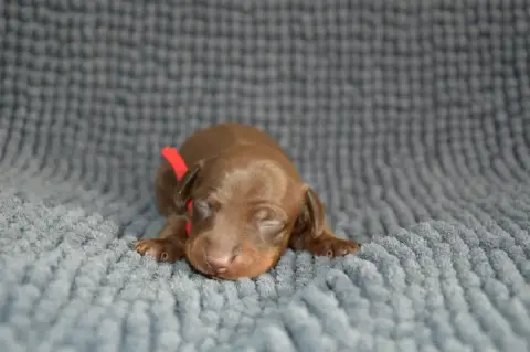 Teckel Poil Ras  Teckel Nain Chocolat Yeba'S Lucky St 811a5