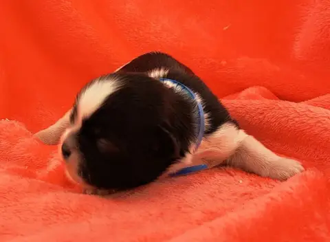 Shih Tzu  Boris photo 3