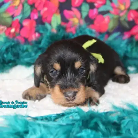 Chiot Teckel