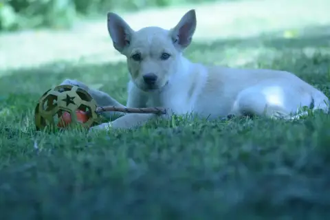 Australian Kelpie  Chiot 9 Gilds- photo 2
