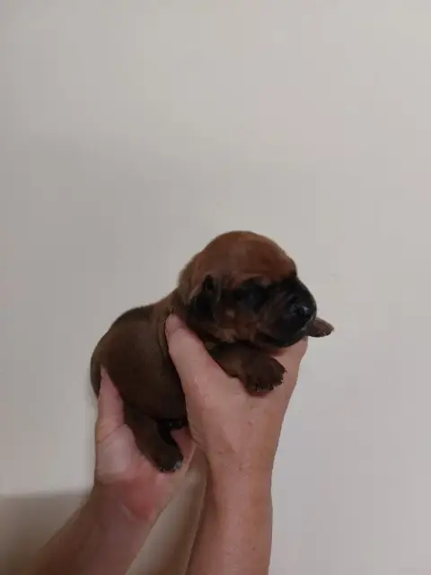Adopter Rhodesian Ridgeback 
                        Collier  3fb80