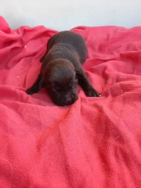 Labrador Retriever  Chiot N°1 Du Moulin De Madjurie fc4a6