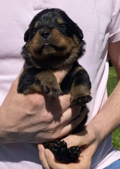 Rottweiler  Collier Gris De La Tour Gelee