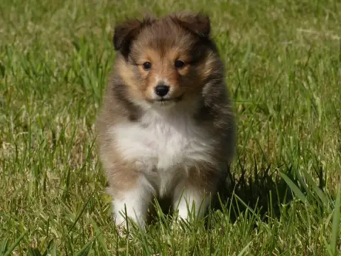 Shetland Sheepdog  Monsieur Bango Du Domaine De Boisc 362f0 photo 2