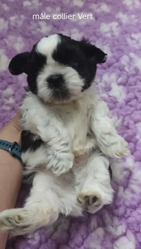 Shih Tzu  Collier Vert Des Amours D'Arelaune