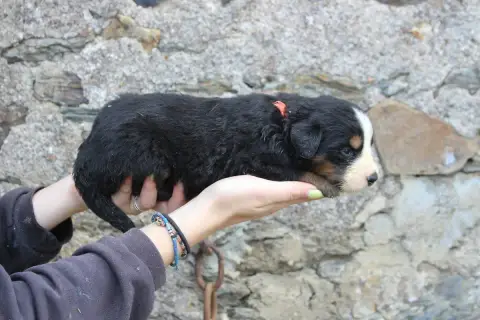 Bouvier Bernois  Chiot 5 De La Vallée De L'Hyrome photo 2