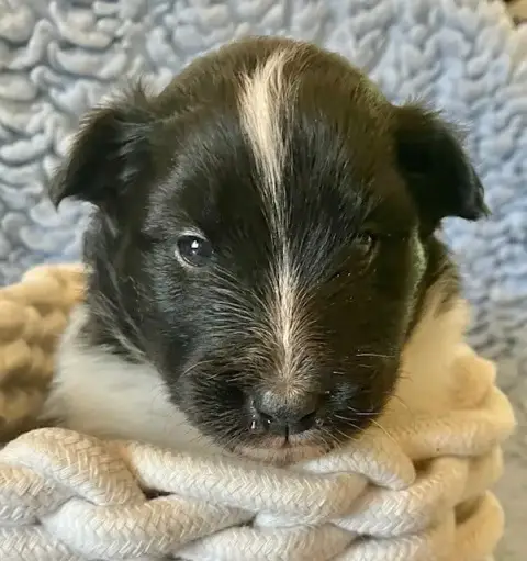 Shetland Sheepdog  Bentley Black Of Surf Paradise photo 3
