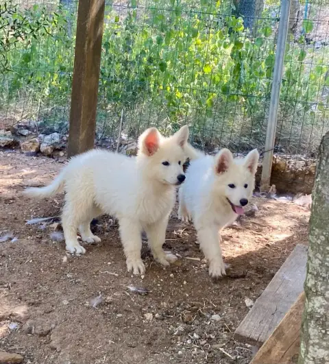 Berger Blanc Suisse  Mâle 1 Of Washita Ahow