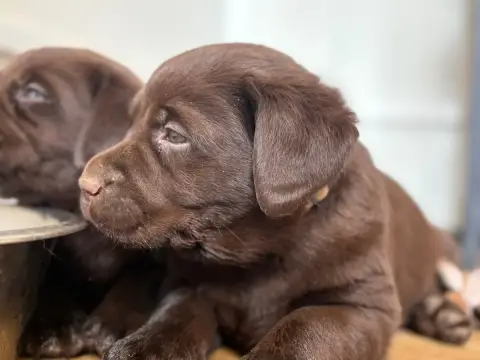 Labrador Retriever  Chiot 3 Du Domaine De Terrut