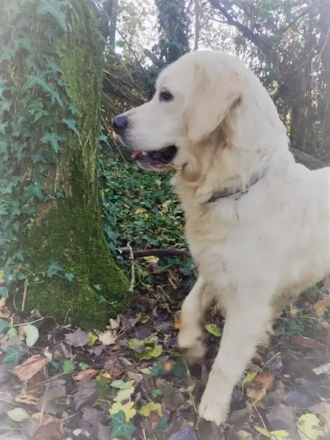 Golden Retriever  Chiot N°7 De La Source Du Riet Veld cb84c photo 3