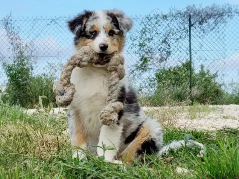 Berger Australien  Chiot 7 Au Royaume Des Jolies Perl 53a58 photo 3
