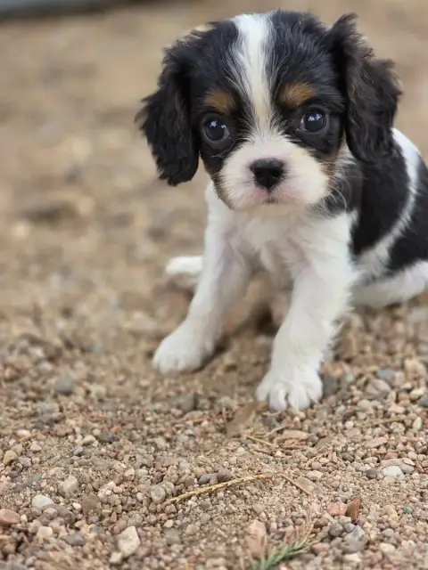 Cavalier King Charles Spaniel  Chiot N°2 Des Deux Che e4cd6