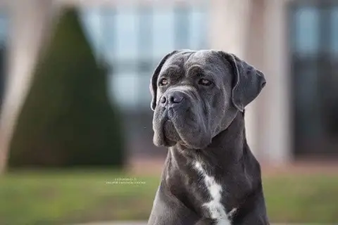 Cane Corso  Collier Bleu Des Gardiens Des Sept Collin 4f21b photo 2
