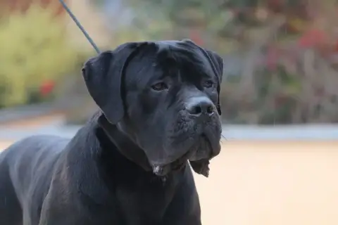 Cane Corso  Collier Violet Des Abysses De Némésis photo 2