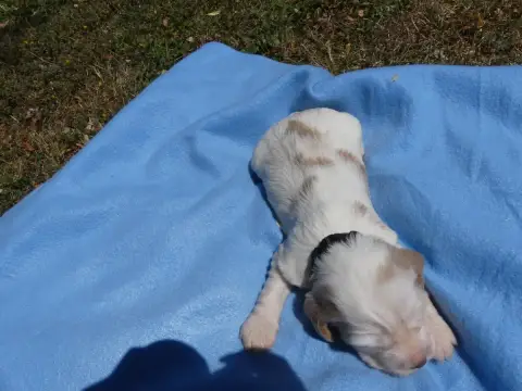 Cocker Spaniel Anglais  Prénom Libre Des Terres Des F 1e721 photo 3