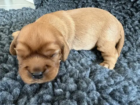 Cavalier King Charles Spaniel  Chiot 2 Du Clos De La  e0b27