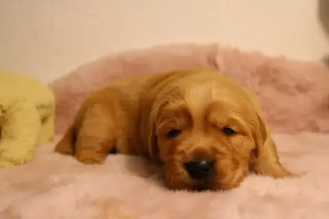 Golden Retriever  Chiot N°1 photo 2
