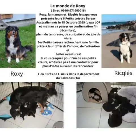 Chiot Apparence Berger Australien