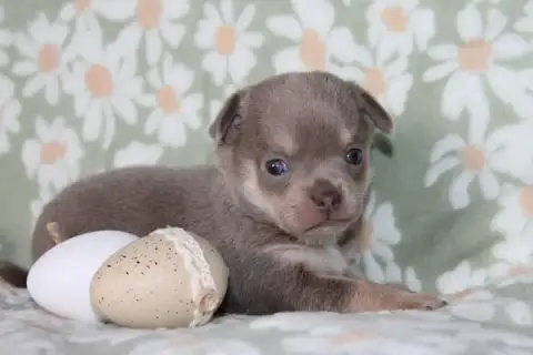 Chihuahua  Chiot N°2 Des Joyaux De La Sambre photo 3
