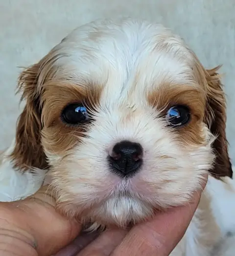 Cavalier King Charles Spaniel  Chiot N°1 Du Domaine D 2959a