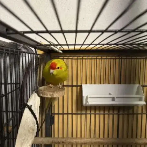 Kakarikis