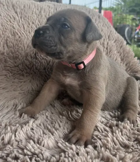 Cane Corso  Collier Rose Des Gardiens Des Sept Collin fc499
