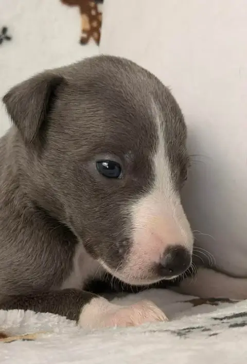 Whippet  Berlioz De La Bastie D'Hucaroc
