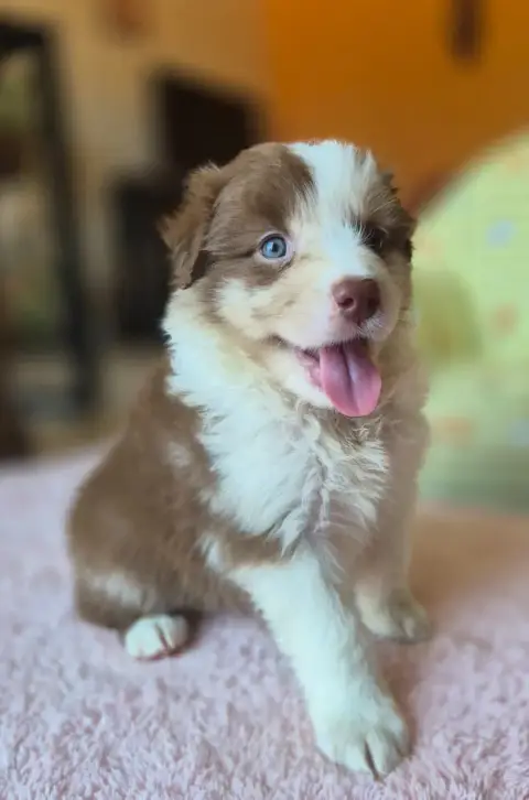 Berger Australien  Chiot