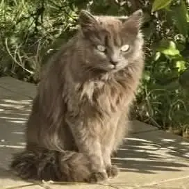 Adopter Chatte Diva