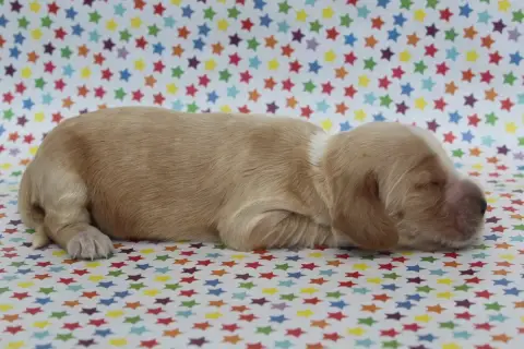 Cocker Spaniel Anglais  Femelle Fauve Clair Of Canila 06a3f
