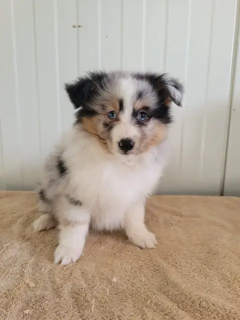 Shetland Sheepdog  Chiot N°3 Des Terres De Bourguenai ea7ab