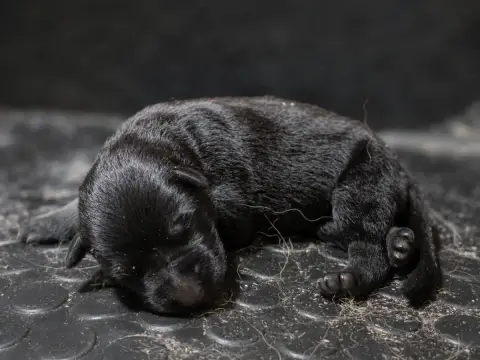 Berger Allemand  Chiot N°4 Du Domaine De Sanctae Cruc b8385
