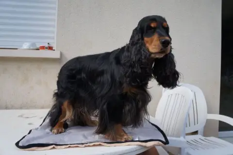 Cocker Spaniel Anglais photo 3
