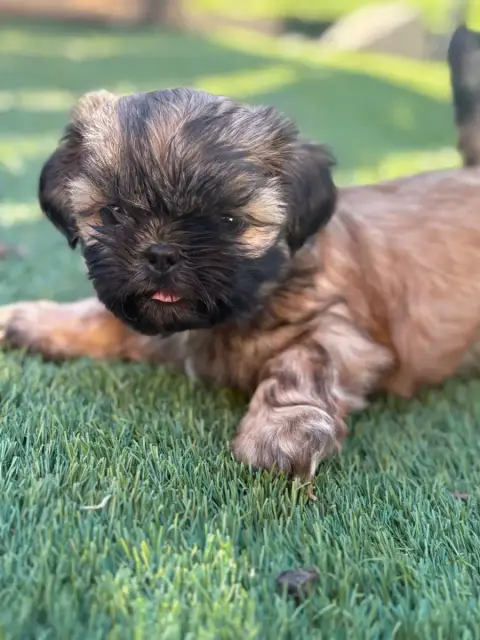 Shih Tzu  Chiot 4 Du Domaine De Terrut