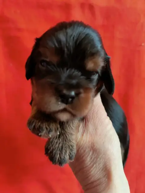 Cavalier King Charles Spaniel  Chiot N°1 Du Souvenir  d8f4d