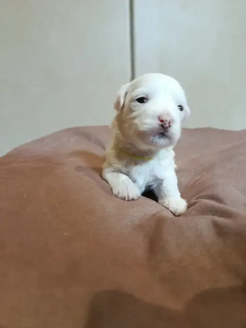 Coton De Tulear  Vert Du Haut De Champfleury